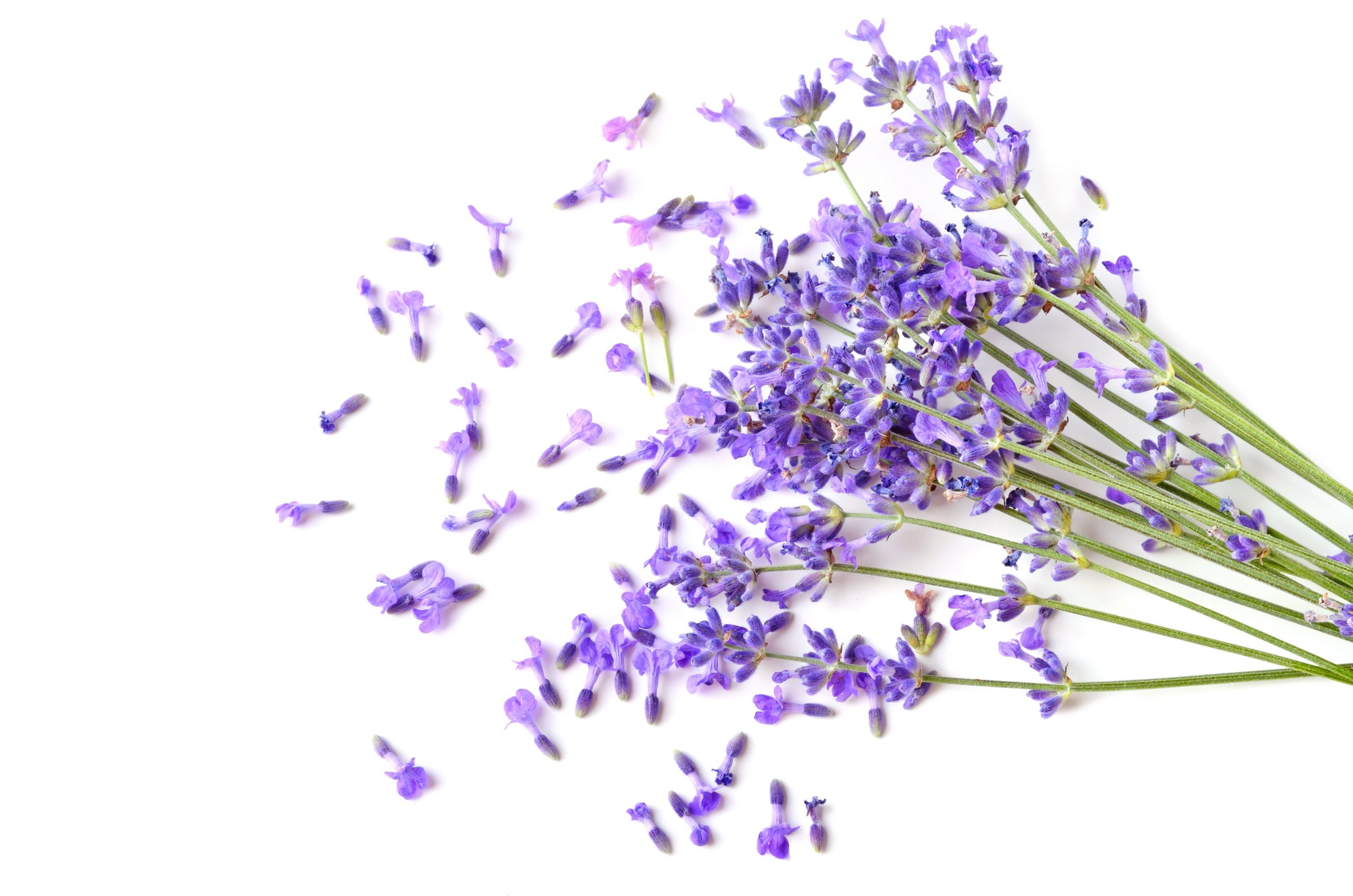 fresh-lavender-2021-04-02-21-38-28-utc (1)